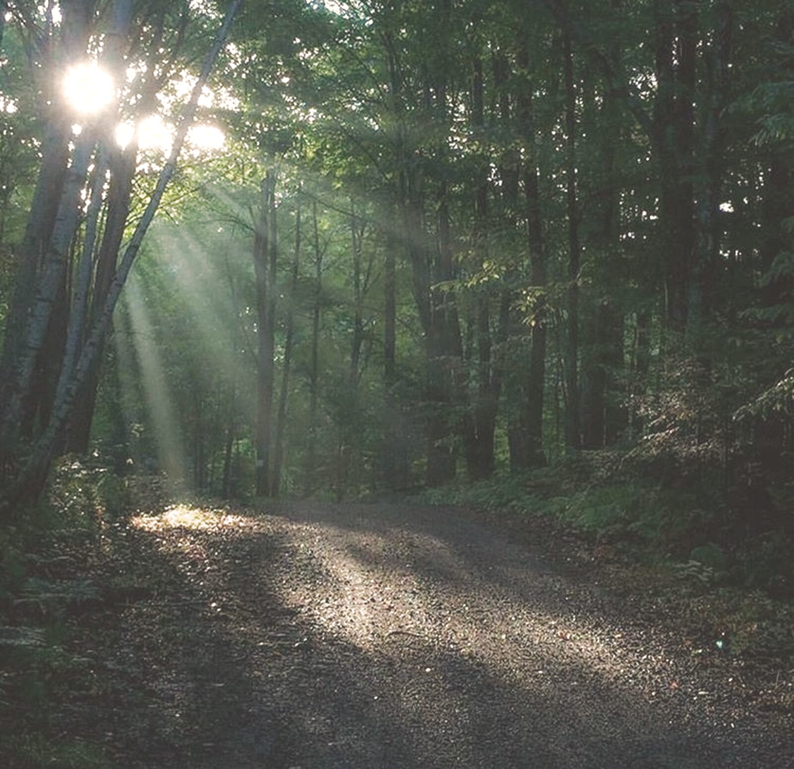 Sunlight breaking through trees onto a quiet forest path